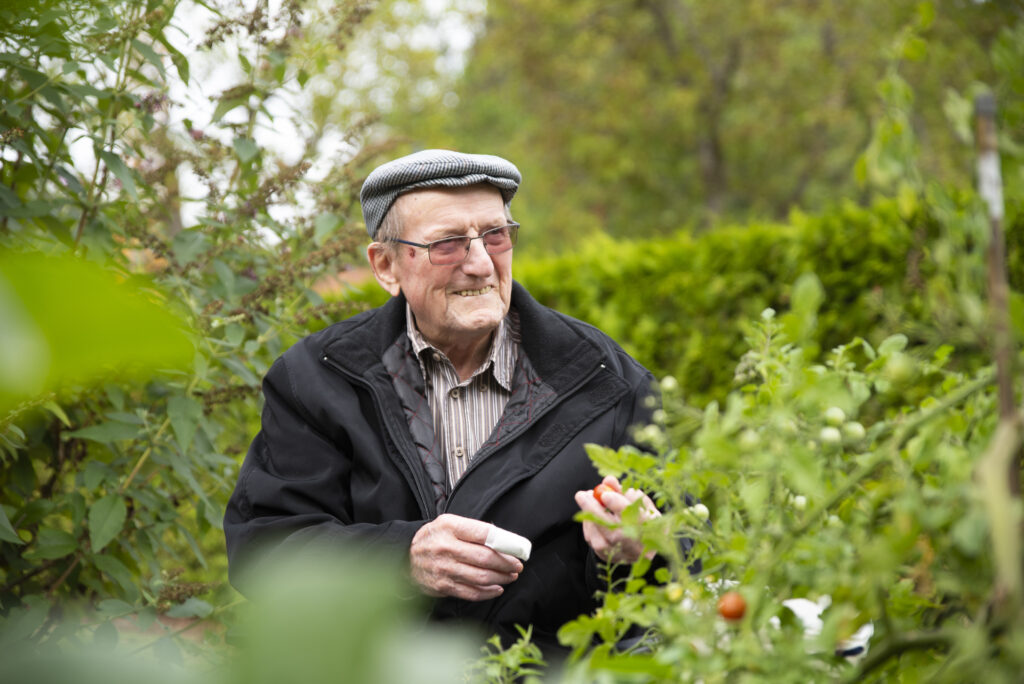 Un résident cueille des tomates cerises